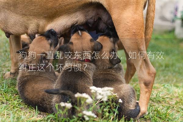 狗狗一直乱咬东西怎么办，如何有效纠正这个坏习惯？