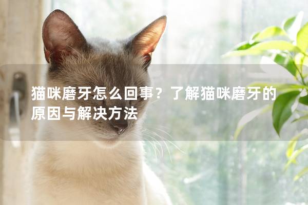 猫咪磨牙怎么回事？了解猫咪磨牙的原因与解决方法