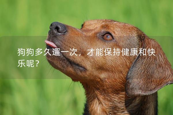 狗狗多久遛一次,才能保持健康和快乐呢? 狗狗多久遛一次,才能保持健康和快乐呢?