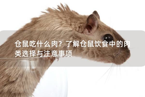 仓鼠吃什么肉？了解仓鼠饮食中的肉类选择与注意事项