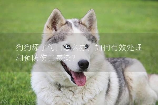狗狗舔了伤口怎么办，如何有效处理和预防伤口感染？