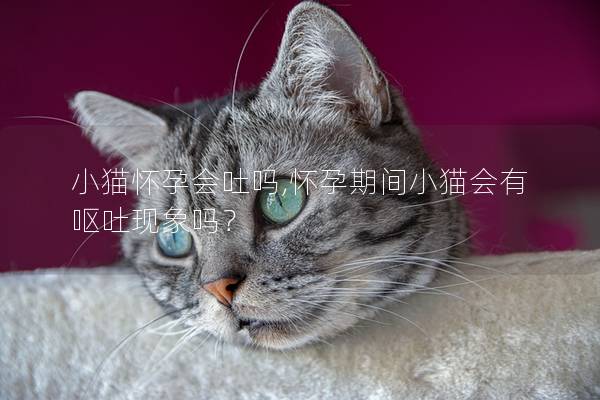 小猫怀孕会吐吗,怀孕期间小猫会有呕吐现象吗? 小猫怀孕会吐吗,怀孕期间小猫会有呕吐现象吗?