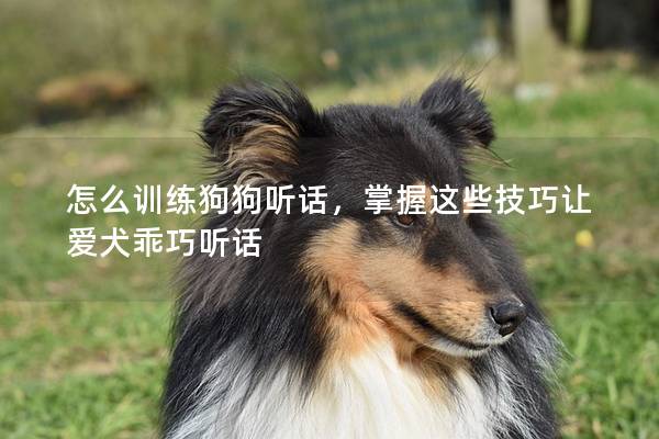 怎么训练狗狗听话，掌握这些技巧让爱犬乖巧听话