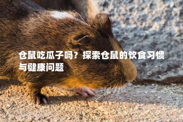 仓鼠吃瓜子吗？探索仓鼠的饮食习惯与健康问题