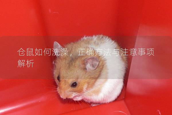 仓鼠如何洗澡，正确方法与注意事项解析