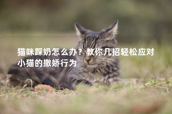 猫咪踩奶怎么办？教你几招轻松应对小猫的撒娇行为