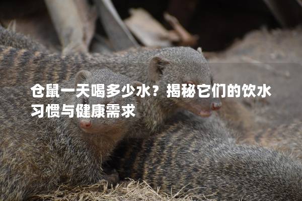 仓鼠一天喝多少水？揭秘它们的饮水习惯与健康需求