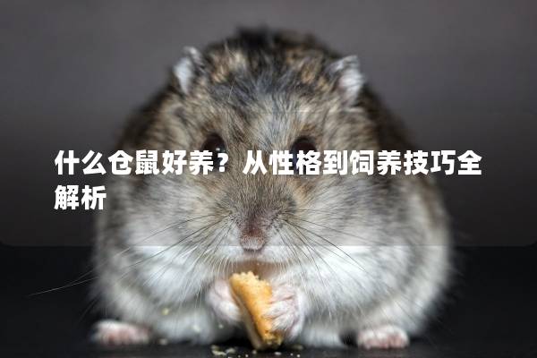 什么仓鼠好养?从性格到饲养技巧全解析 什么仓鼠好养?从性格到饲养技巧全解析