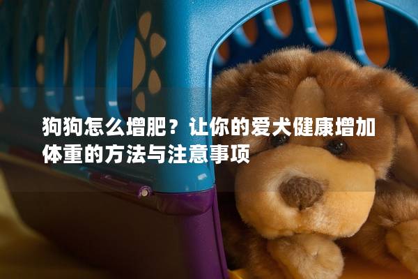狗狗怎么增肥？让你的爱犬健康增加体重的方法与注意事项