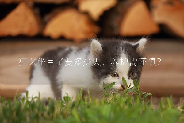 猫咪坐月子要多少天，养护需谨慎？