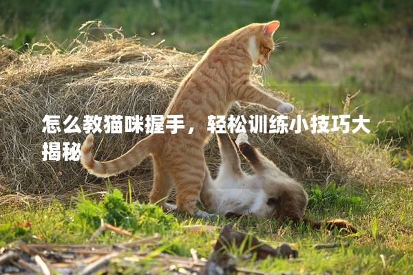 怎么教猫咪握手，轻松训练小技巧大揭秘