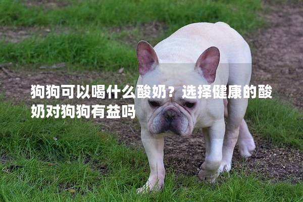 狗狗可以喝什么酸奶？选择健康的酸奶对狗狗有益吗