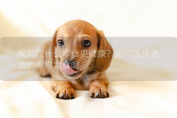 狗狗吃什么零食更健康？如何选择适合的狗狗零食呢