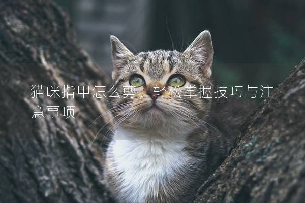 猫咪指甲怎么剪，轻松掌握技巧与注意事项