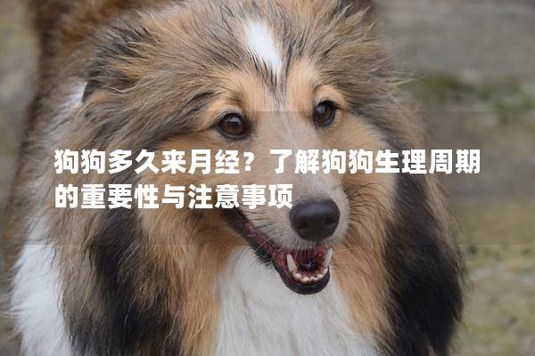 狗狗多久来月经？了解狗狗生理周期的重要性与注意事项