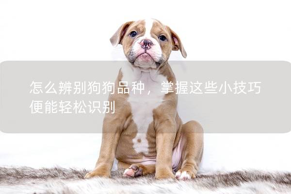 怎么辨别狗狗品种,掌握这些小技巧便能轻松识别 怎么辨别狗狗品种,掌握这些小技巧便能轻松识别