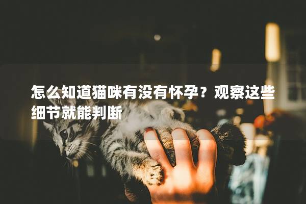 怎么知道猫咪有没有怀孕？观察这些细节就能判断