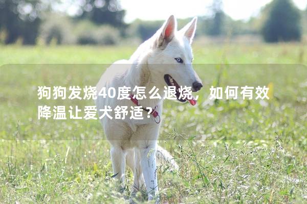 狗狗发烧40度怎么退烧,如何有效降温让爱犬舒适? 狗狗发烧40度怎么退烧,如何有效降温让爱犬舒适?