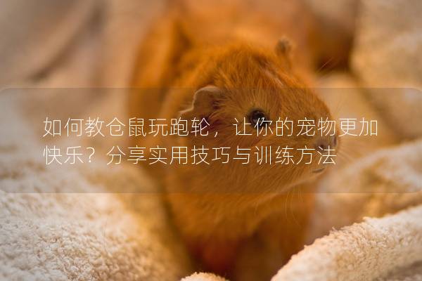 如何教仓鼠玩跑轮，让你的宠物更加快乐？分享实用技巧与训练方法