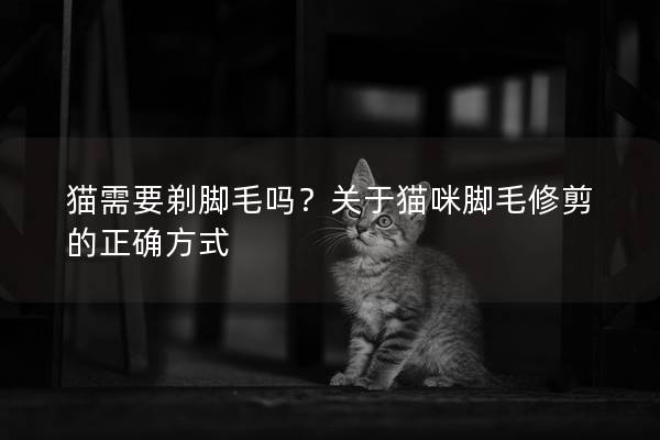 猫需要剃脚毛吗？关于猫咪脚毛修剪的正确方式