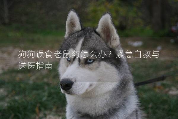 狗狗误食老鼠药怎么办？紧急自救与送医指南