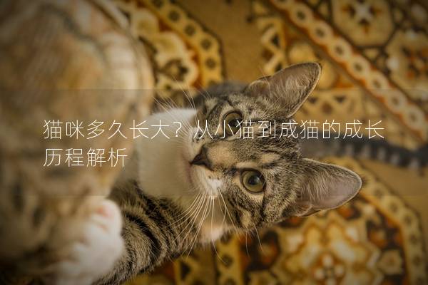 猫咪多久长大？从小猫到成猫的成长历程解析