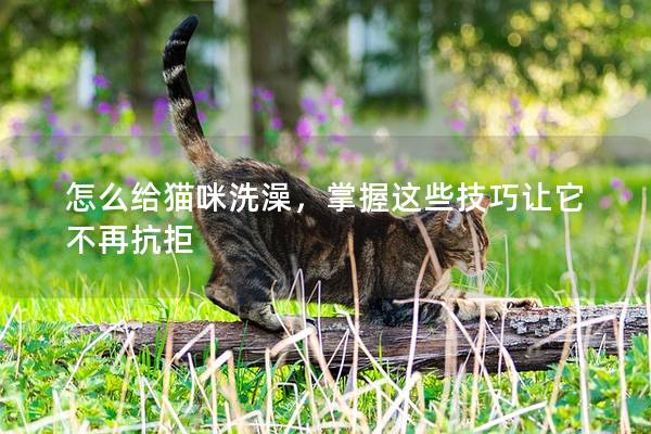 怎么给猫咪洗澡,掌握这些技巧让它不再抗拒 怎么给猫咪洗澡,掌握这些技巧让它不再抗拒