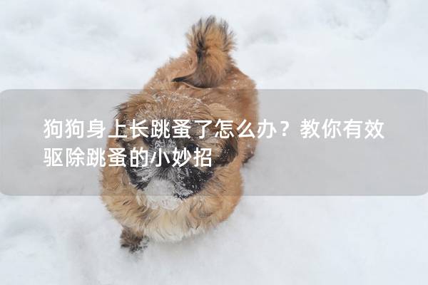狗狗身上长跳蚤了怎么办？教你有效驱除跳蚤的小妙招