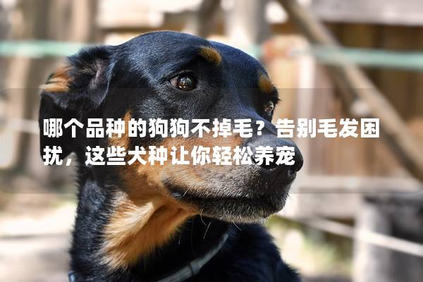 哪个品种的狗狗不掉毛?告别毛发困扰,这些犬种让你轻松养宠 哪个品种的狗狗不掉毛?告别毛发困扰,这些犬种让你轻松养宠