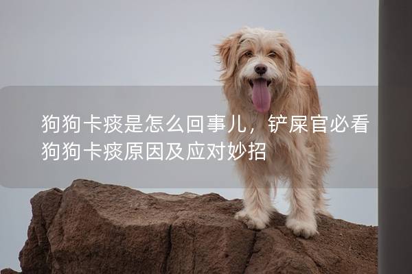 狗狗卡痰是怎么回事儿，铲屎官必看狗狗卡痰原因及应对妙招