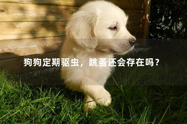 狗狗定期驱虫，跳蚤还会存在吗？