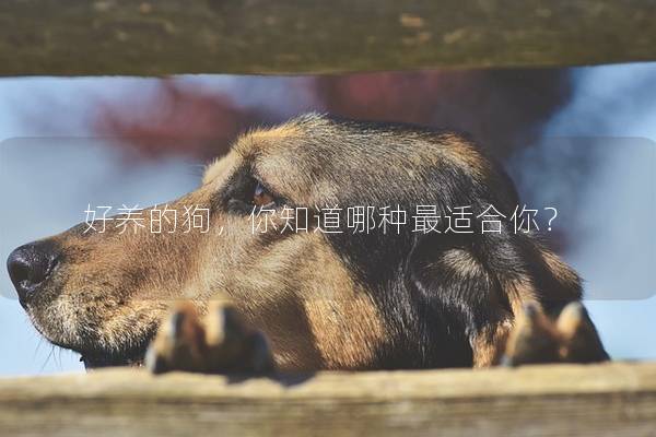 好养的狗,你知道哪种最适合你? 好养的狗,你知道哪种最适合你?