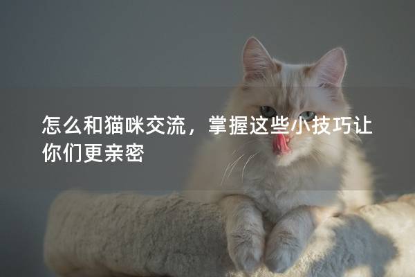 怎么和猫咪交流，掌握这些小技巧让你们更亲密