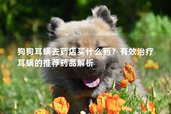 狗狗耳螨去药店买什么药？有效治疗耳螨的推荐药品解析