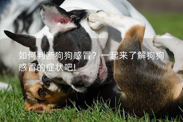 如何判断狗狗感冒？一起来了解狗狗感冒的症状吧!