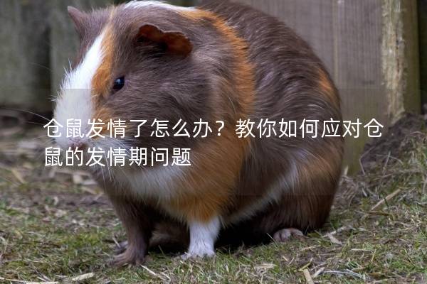 仓鼠发情了怎么办？教你如何应对仓鼠的发情期问题