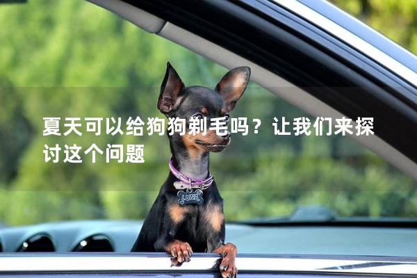 夏天可以给狗狗剃毛吗？让我们来探讨这个问题