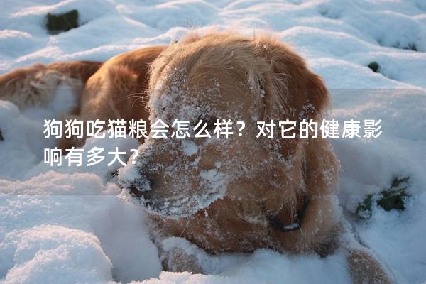 狗狗吃猫粮会怎么样？对它的健康影响有多大？