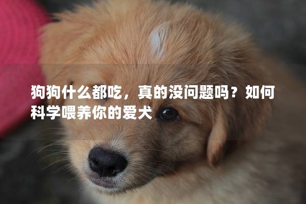 狗狗什么都吃，真的没问题吗？如何科学喂养你的爱犬
