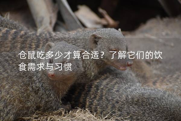 仓鼠吃多少才算合适？了解它们的饮食需求与习惯