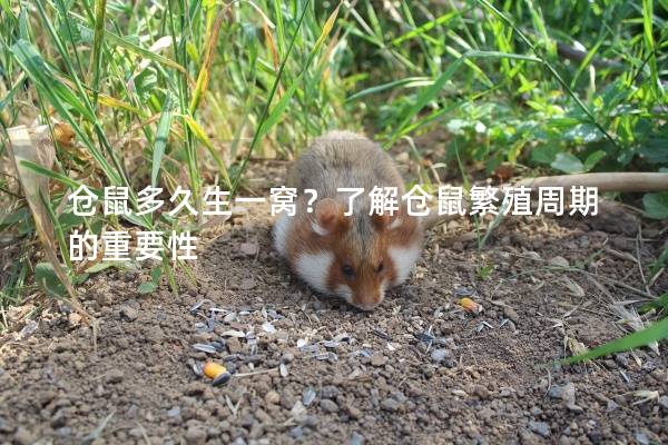 仓鼠多久生一窝？了解仓鼠繁殖周期的重要性
