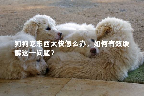 狗狗吃东西太快怎么办，如何有效缓解这一问题？