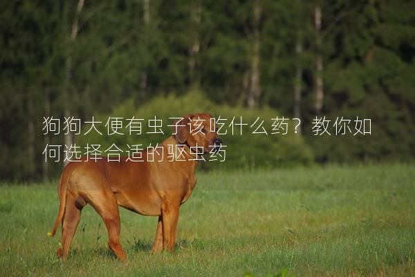 狗狗大便有虫子该吃什么药?教你如何选择合适的驱虫药 狗狗大便有虫子该吃什么药?教你如何选择合适的驱虫药