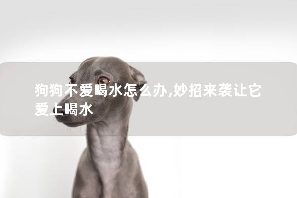 狗狗不爱喝水怎么办,妙招来袭让它爱上喝水
