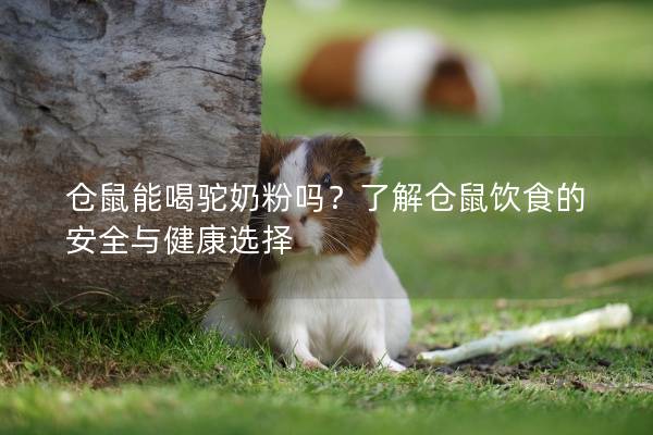 仓鼠能喝驼奶粉吗？了解仓鼠饮食的安全与健康选择