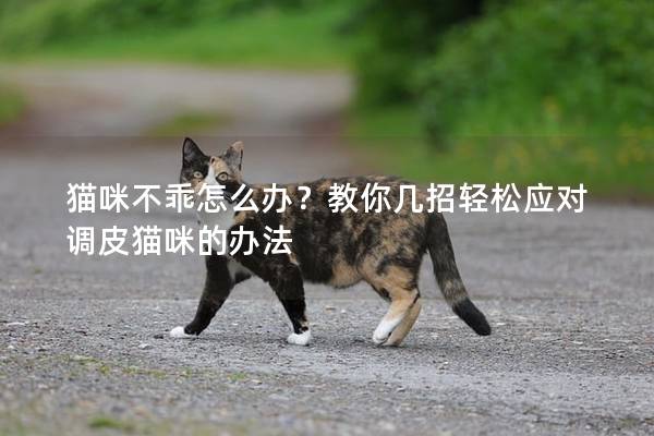猫咪不乖怎么办？教你几招轻松应对调皮猫咪的办法