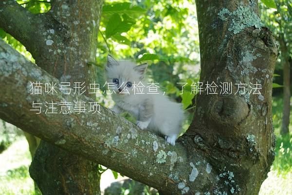 猫咪弓形虫怎么检查，了解检测方法与注意事项