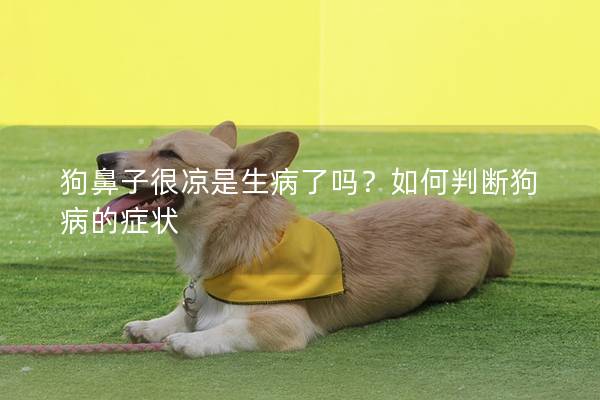 狗鼻子很凉是生病了吗?如何判断狗病的症状 狗鼻子很凉是生病了吗?如何判断狗病的症状