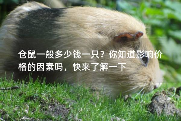 仓鼠一般多少钱一只？你知道影响价格的因素吗，快来了解一下
