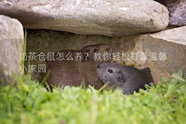 奶茶仓鼠怎么养？教你轻松打造温馨小家园